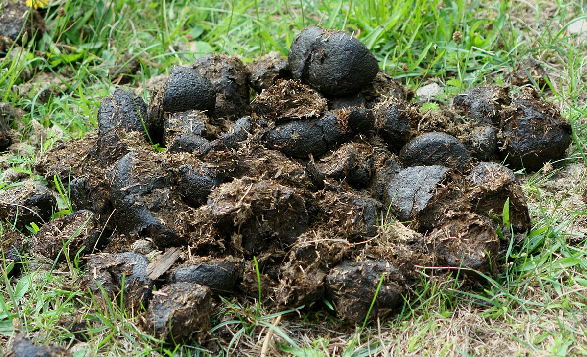 pieluchomajtki dla dorosłych tena locally